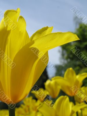 yellow tulips