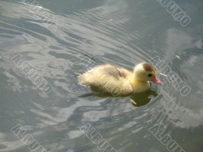 baby duck