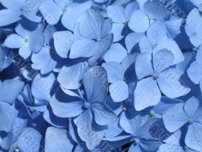 blue hydrangea