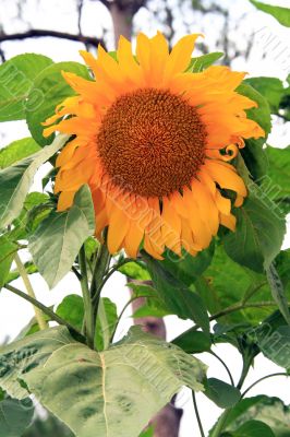 giant sunflower