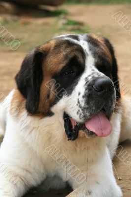 saint bernard