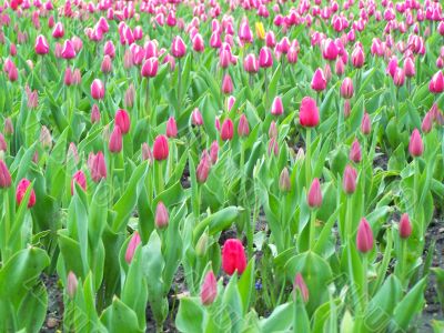 Tulips garden