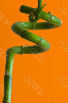 Curved bamboo branch
