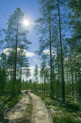 Forest road