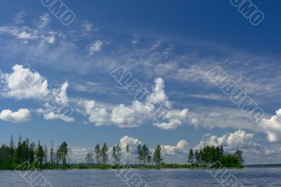 Pines on lake shore