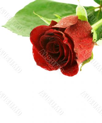 red wet rose over white background