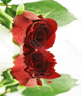 red wet rose over white with reflection