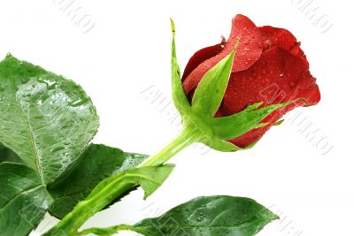single nice red rose with droplets