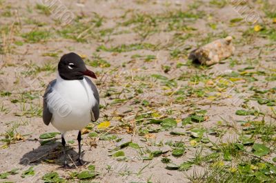 Laughing Gull