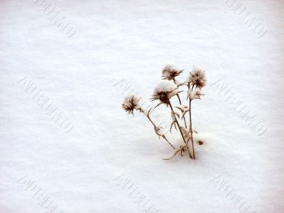 Plants in snow