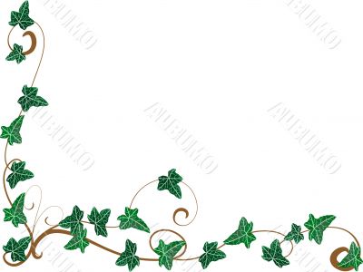 Corner from ivy