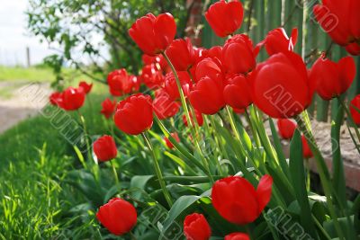 red tulip