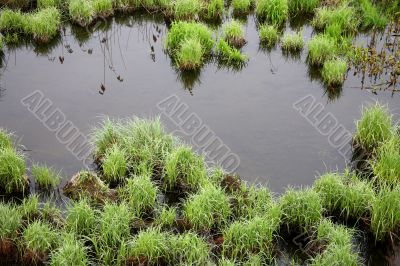 Hummocks on the swamp