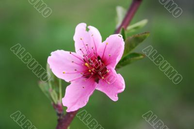 one pink flower of peach