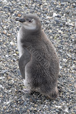 Loyely penguin near Ushuaia.