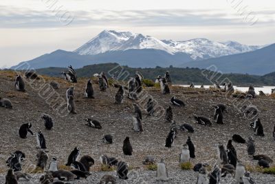 Many penguins near Ushuaia.