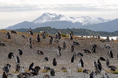 Many penguins near Ushuaia.