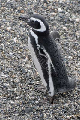 Penguin near Ushuaia.