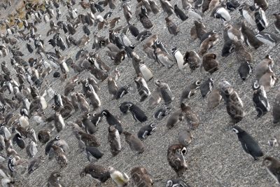 Many penguins near Ushuaia.