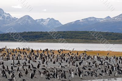 Many penguins near Ushuaia.