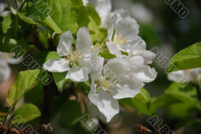 pear Blossom