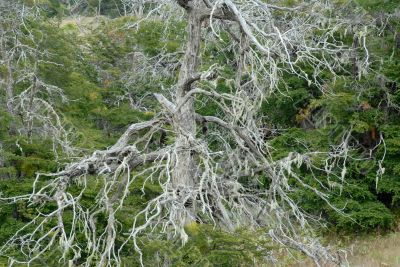 Forest of Tierra Del Fuego near Ushuaia. Argentina.