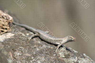 Mabuia Lizard