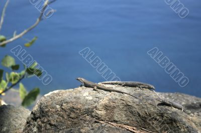 Mabuia Lizard