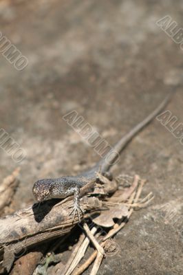 Mabuia Lizard