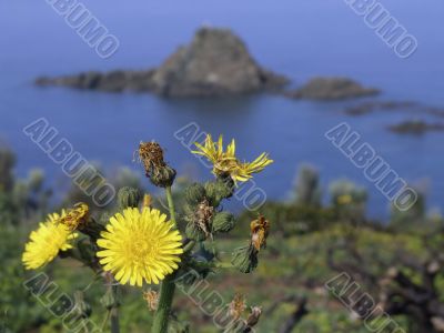 Flowers on the coast