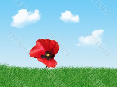 Poppy