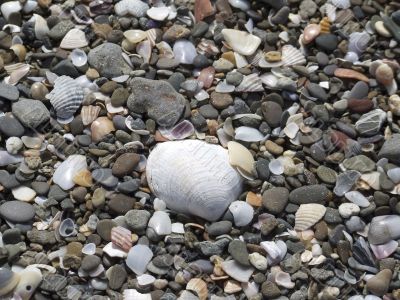 Shells