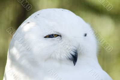 Snowy owl face