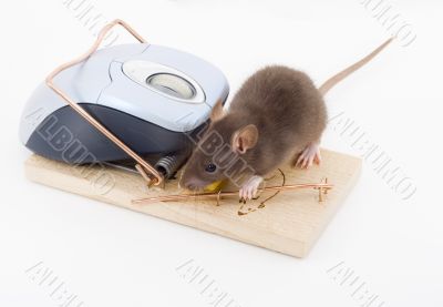 Clever Mouse