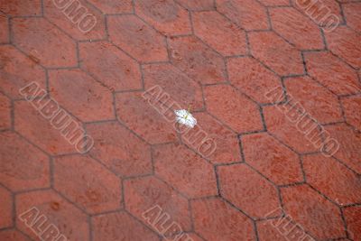 Rain drops at floor surface with lonely flower.