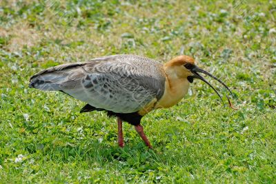 A photo of a bird with a beakof worm.