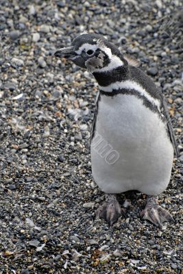 Interesting penguin.