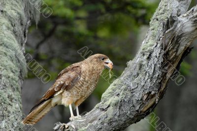 A photo of a bird with a beak full of worms and grubs