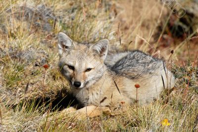 Lying grey fox