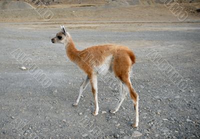 One standing baby guanaco