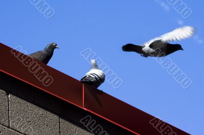 Pigeons on the roof