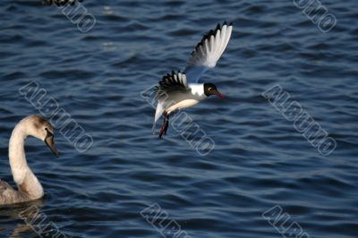 gray swan and flying seagull above water