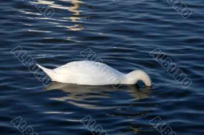 white swan is diving in to water