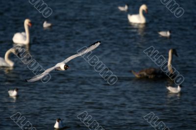 white swans and flying seagull above water