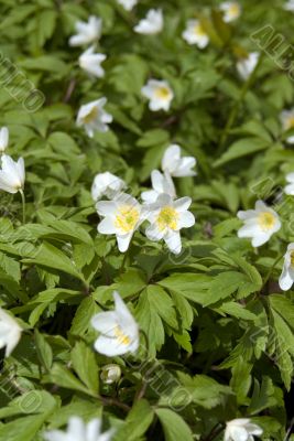 The first spring flower