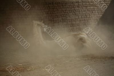 Fallen Horse