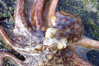 Octopus