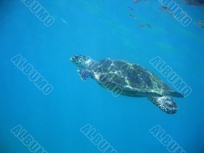 Sea Turtle