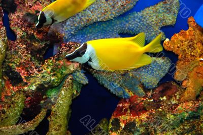 Beautiful yellow fish