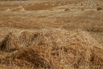 Field after the harvest